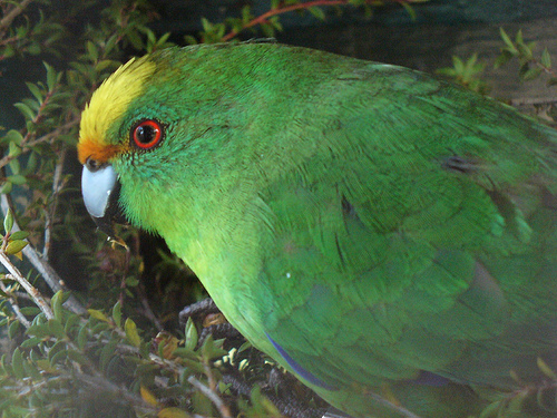 Yellow-crowned parakeet Yellow-crowned parakeet